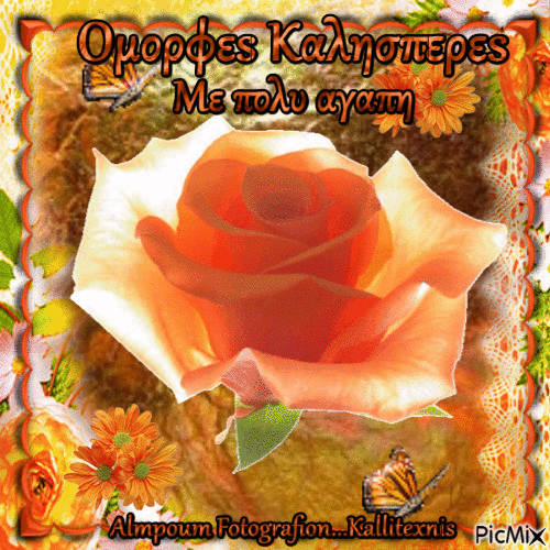 roses orange - Ingyenes animált GIF