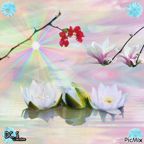 fleurs de lotus - GIF animé gratuit
