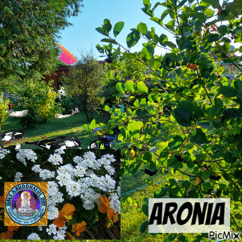 Aronia garden - Darmowy animowany GIF