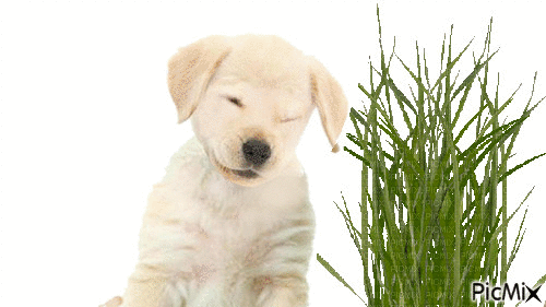 puppy - Animovaný GIF zadarmo