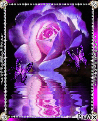 Lilac rose. - Ücretsiz animasyonlu GIF