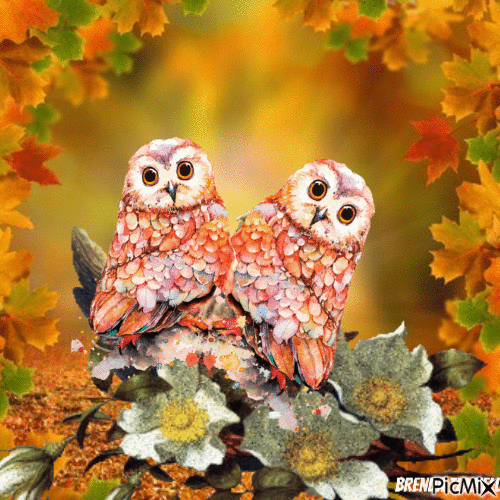 autumn owl - Gratis animerad GIF
