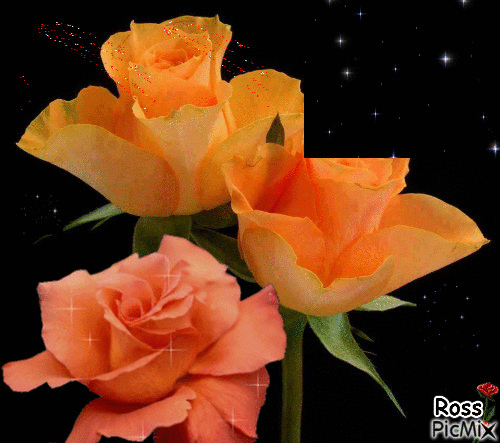 rosas naranja - GIF animado gratis