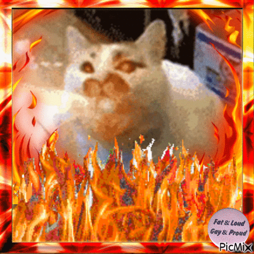 fire cat gay - GIF animado grátis