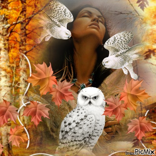 autumn owl - nemokama png