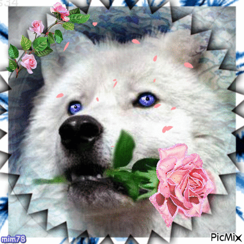Le loup blanc et la rose - 無料のアニメーション GIF