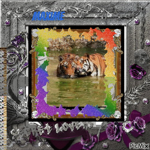 Les tigre amoureux 2 - GIF animé gratuit