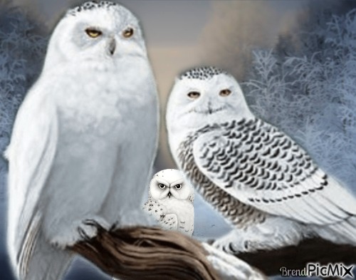 winter owl - nemokama png