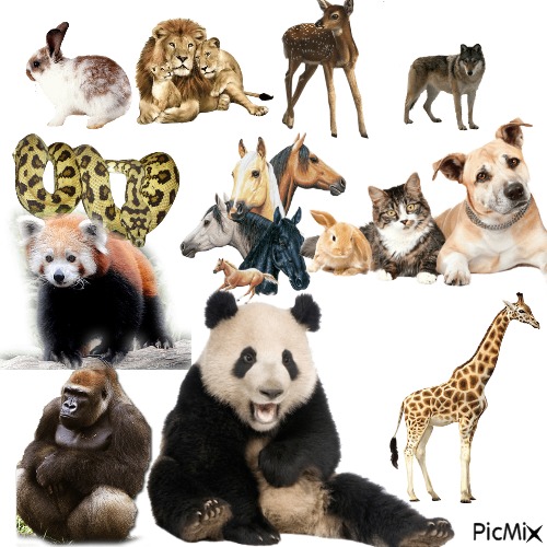 ANIMALS! what is your favorite animal? - png ฟรี