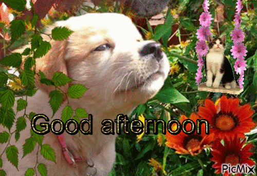good afternoon - Free animated GIF - PicMix