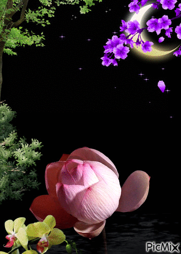 lotus - Animovaný GIF zadarmo