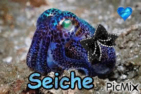 Seiche - Ücretsiz animasyonlu GIF