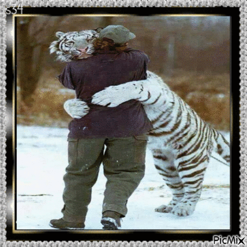 tiger hug gif