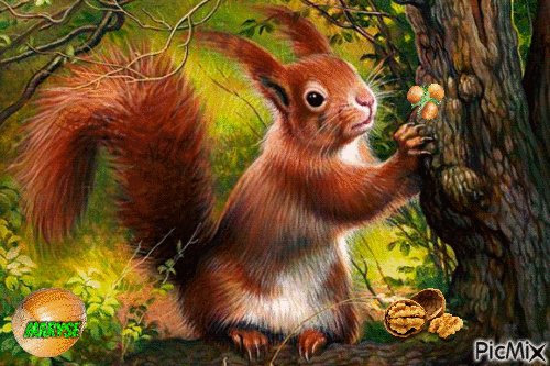 squirrel - GIF animé gratuit
