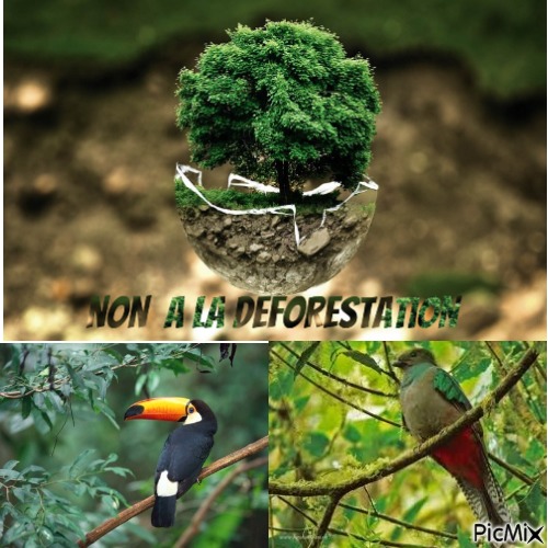 la déforestation amazonienne - png gratis