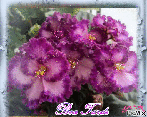 orquideas - Δωρεάν κινούμενο GIF