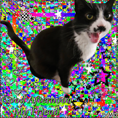 Kitten - Бесплатный анимированный гифка