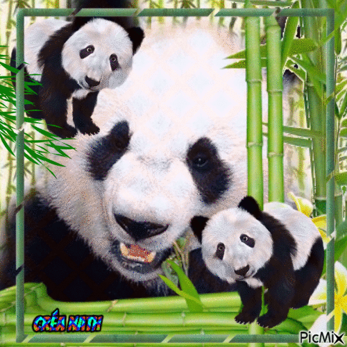 Panda 🐼🐼🐼 - GIF animasi gratis