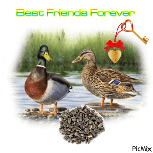 Best Friends Forever - Бесплатный анимированный гифка