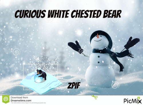 Curious White Chested Bear - Gratis animeret GIF