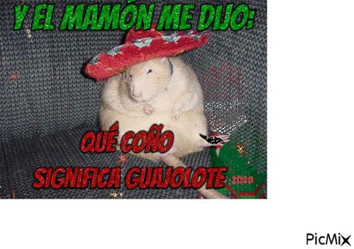 guajolote pendejo - 免费动画 GIF