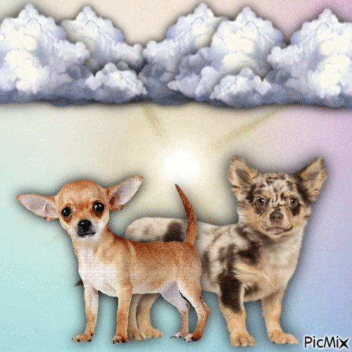 Chihuahua puppys - GIF animado grátis