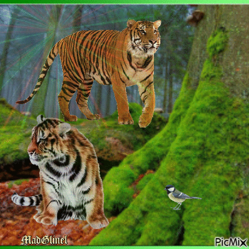 les tigres sous l'arbre - GIF animé gratuit