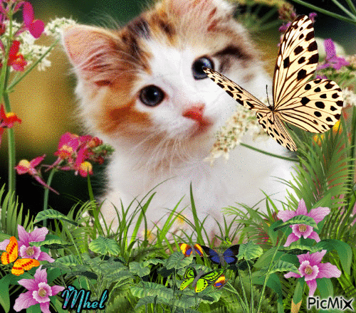 cats and butterflies - Free animated GIF