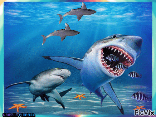 Requin - Bezmaksas animēts GIF