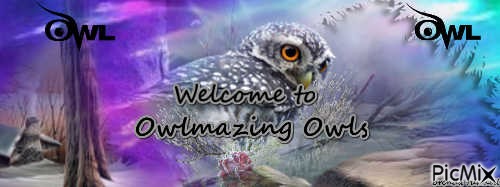 OWL - gratis png