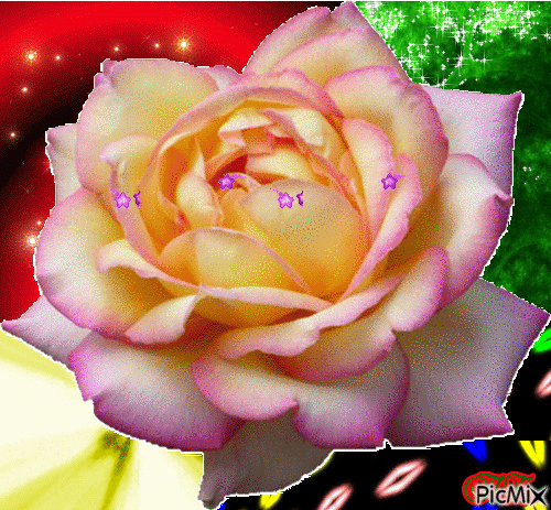 Lila szélű fréz rózsa. - GIF animado grátis