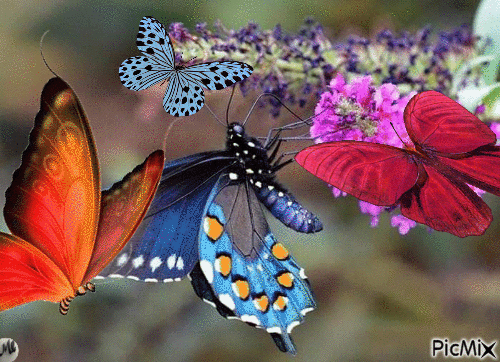 Colonia de mariposas - Zdarma animovaný GIF