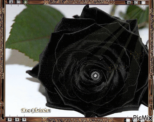 Black rose - Animovaný GIF zadarmo
