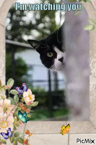 Gato - Ingyenes animált GIF