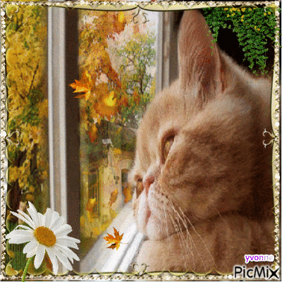 autumn cat - GIF animasi gratis
