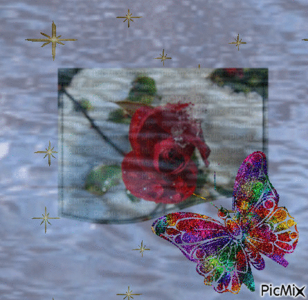 odraz růže - Ingyenes animált GIF
