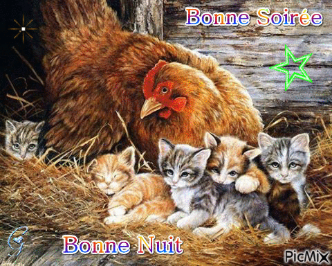 bs bn chatons poule - Gratis animeret GIF