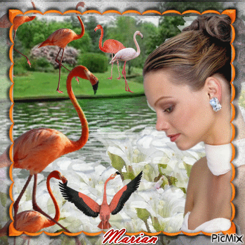 Flamingo - GIF animasi gratis