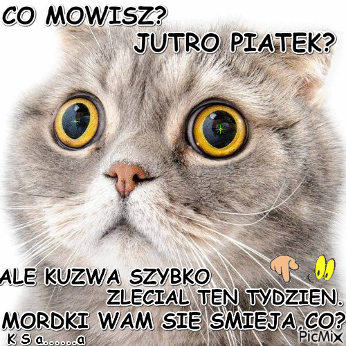 CO MOWISZ? - Free animated GIF