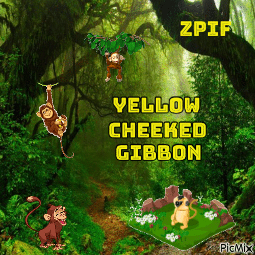 Yellow Cheeked Gibbon - Free animated GIF
