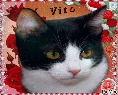 Vito - 無料のアニメーション GIF