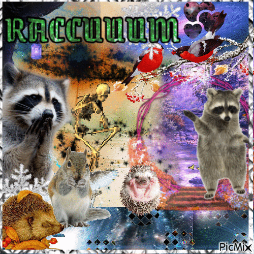 Raccoon - GIF animé gratuit