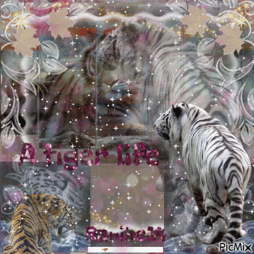 Tiger - Бесплатный анимированный гифка