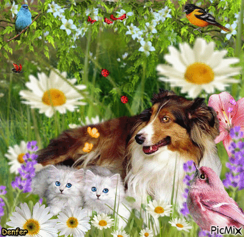 chat chien - Free animated GIF