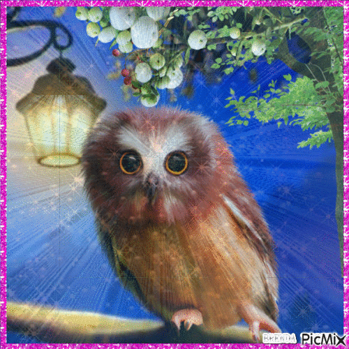 NIGHT OWL - Δωρεάν κινούμενο GIF