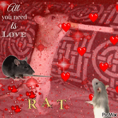 rat appreciation post - Ilmainen animoitu GIF