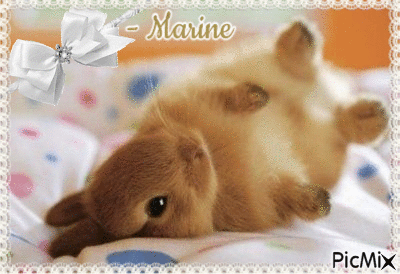 Adorable lapin - GIF animé gratuit