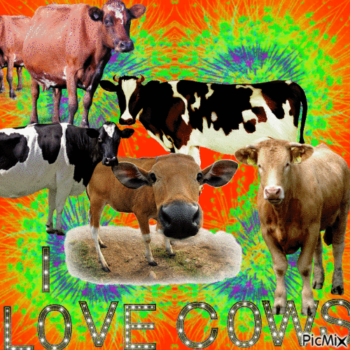 cows - Free animated GIF - PicMix