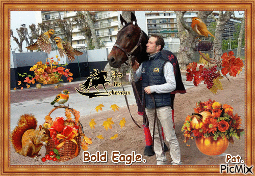 Le champion Bold Eagle. - Бесплатни анимирани ГИФ