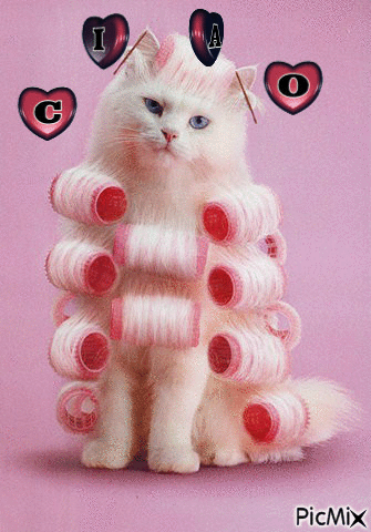 Gattina dal parrucchiere - Gratis animeret GIF